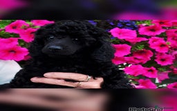 Toy Poodle dogs for sale: Exquisite KC Toy poodle puppies  - Image 2