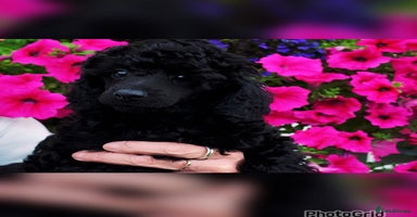 Toy Poodle dogs - Advert 4