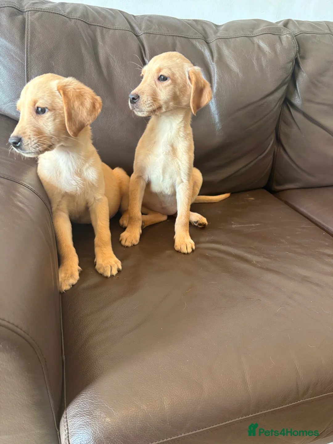 Labrador Retriever dogs for sale: Labrador puppies  - Advert 4