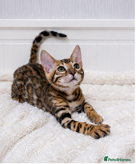 Bengal cats 🐆Adorable pedigree bengal kittens🐆 - Advert 1