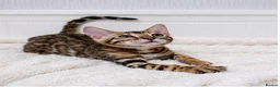 Bengal cats for sale: 🐆Adorable pedigree bengal kittens🐆 - Advert 1