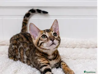 Bengal cats for sale: 🐆Adorable pedigree bengal kittens🐆 - Advert 1