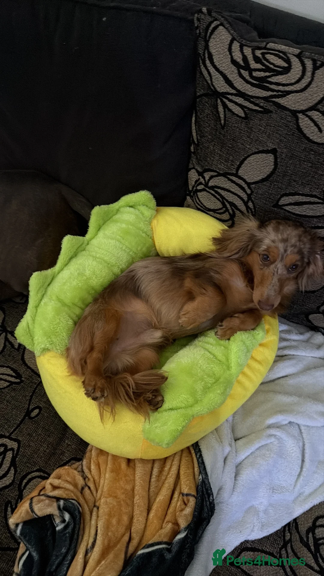Miniature Dachshund dogs for sale: 1 year old Isabella dapple long haired male  - Advert 3