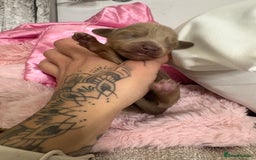 Mixed Breed dogs for sale: Xxx TINY dachshund x chihuahua puppies xxx - Image 31