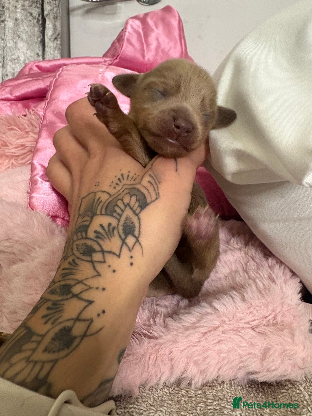 Mixed Breed dogs for sale: Xxx TINY dachshund x chihuahua puppies xxx - Image 31