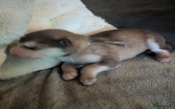 Alaskan Malamute dogs for sale: KC Alaskan malamute puppies champion lines - Image 26