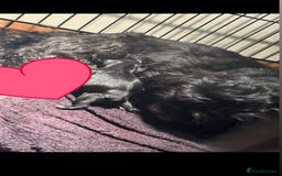 Mixed Breed dogs for sale: Gorgeous Shihtzu x show cocker spaniel boy - Image 6