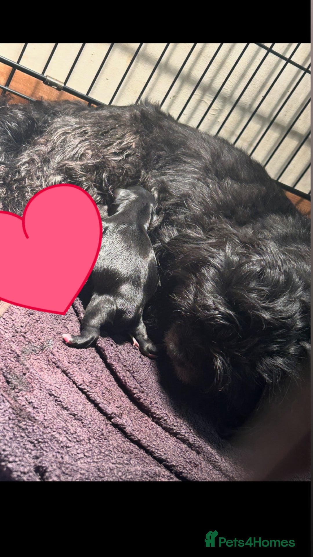 Mixed Breed dogs for sale: Gorgeous Shihtzu x show cocker spaniel boy - Image 6