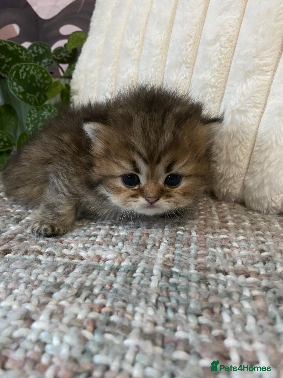 Persian cats for sale: Silver and golden chinchilla Persian kittens - Advert 13