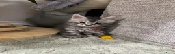 Maine Coon cats for sale: Stunning Maine coon kittens in Newcastle upon Tyne - Advert 2
