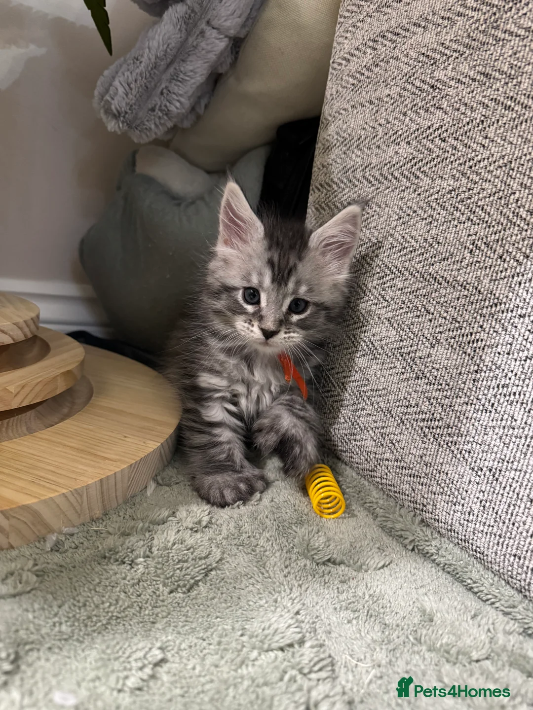 Maine Coon cats for sale: Stunning Maine coon kittens in Newcastle upon Tyne - Advert 2