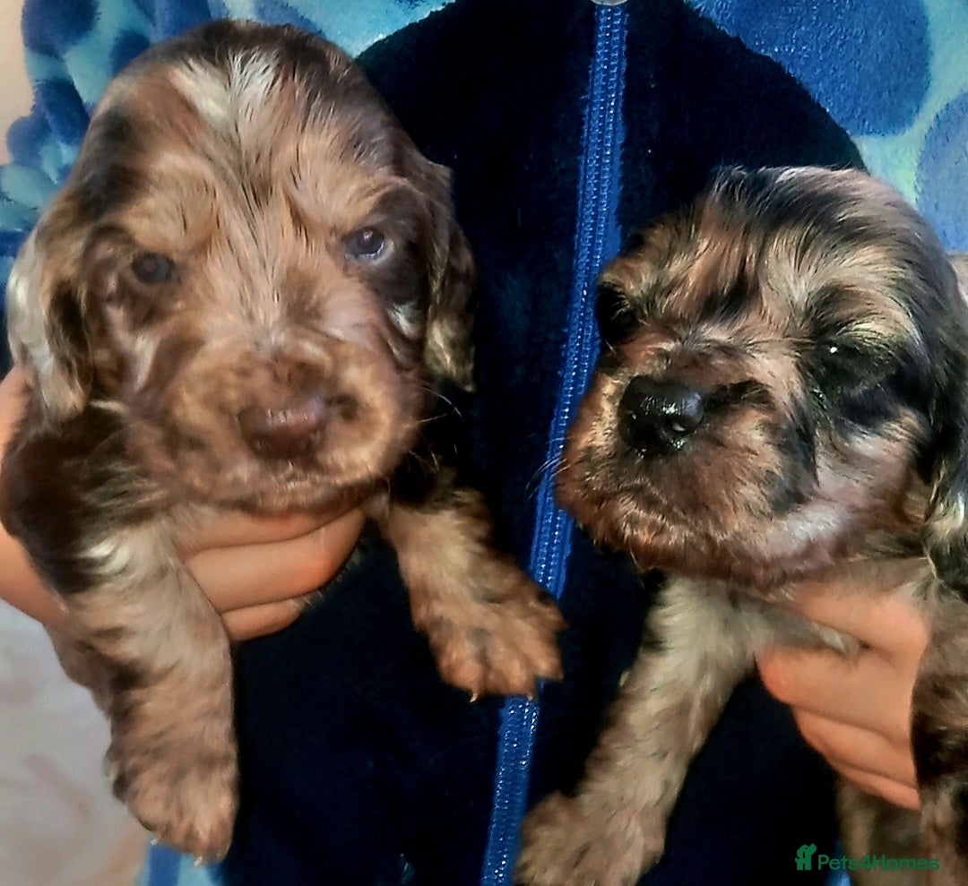 Cocker Spaniel dogs for sale: 8 stunning cocker spaniel puppies - Advert 2