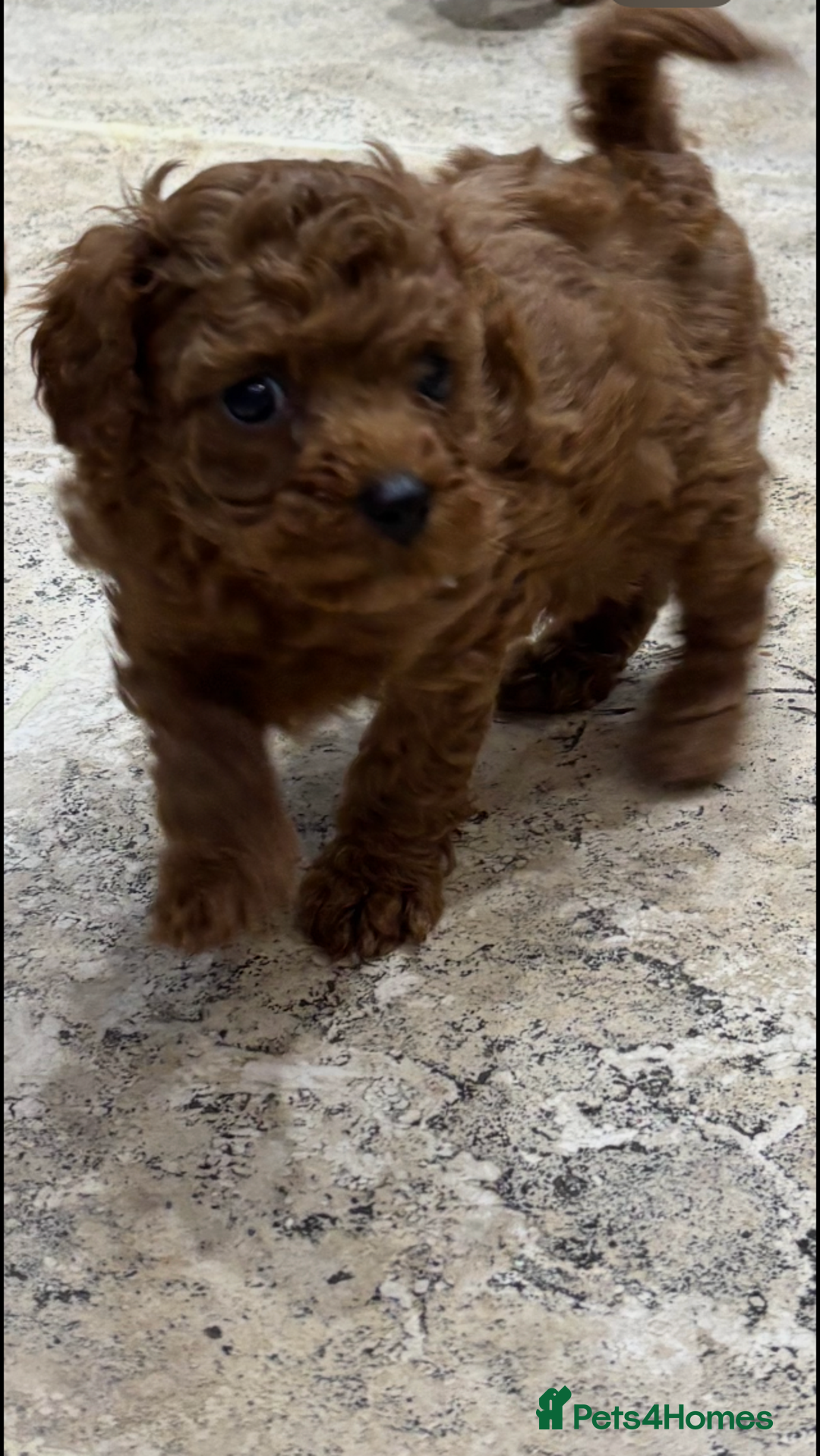 Cavapoo dogs for sale: Cavapoo pups  - Image 8