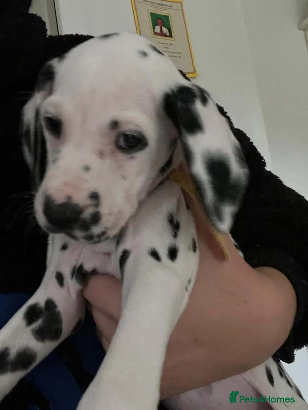 Dalmatian dogs for sale: male Dalmatian  - Advert 2