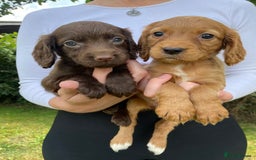 Cocker Spaniel dogs for sale: Carefully bred Kc FTW sired cocker spaniel pups,  - Image 22
