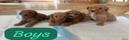 Cockapoo dogs for sale: Beautiful litter of Cockapoos for sale  in Maidstone - Advert 4
