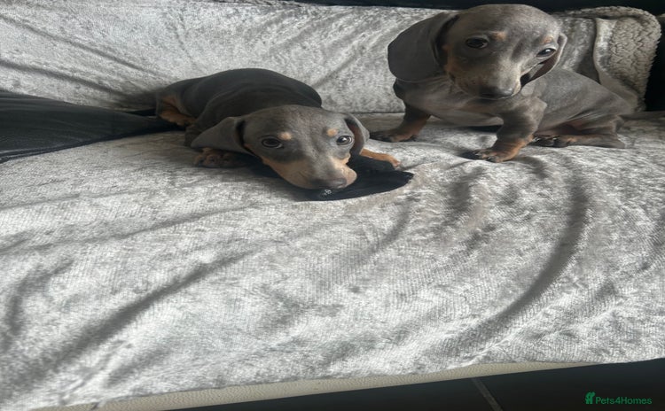 Miniature Dachshund dogs in Liverpool - Advert 7
