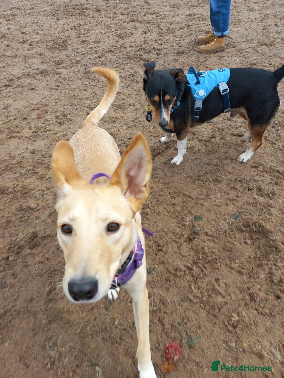 Mixed Breed dogs for adoption: Amber is looking for her forever home - Advert 4