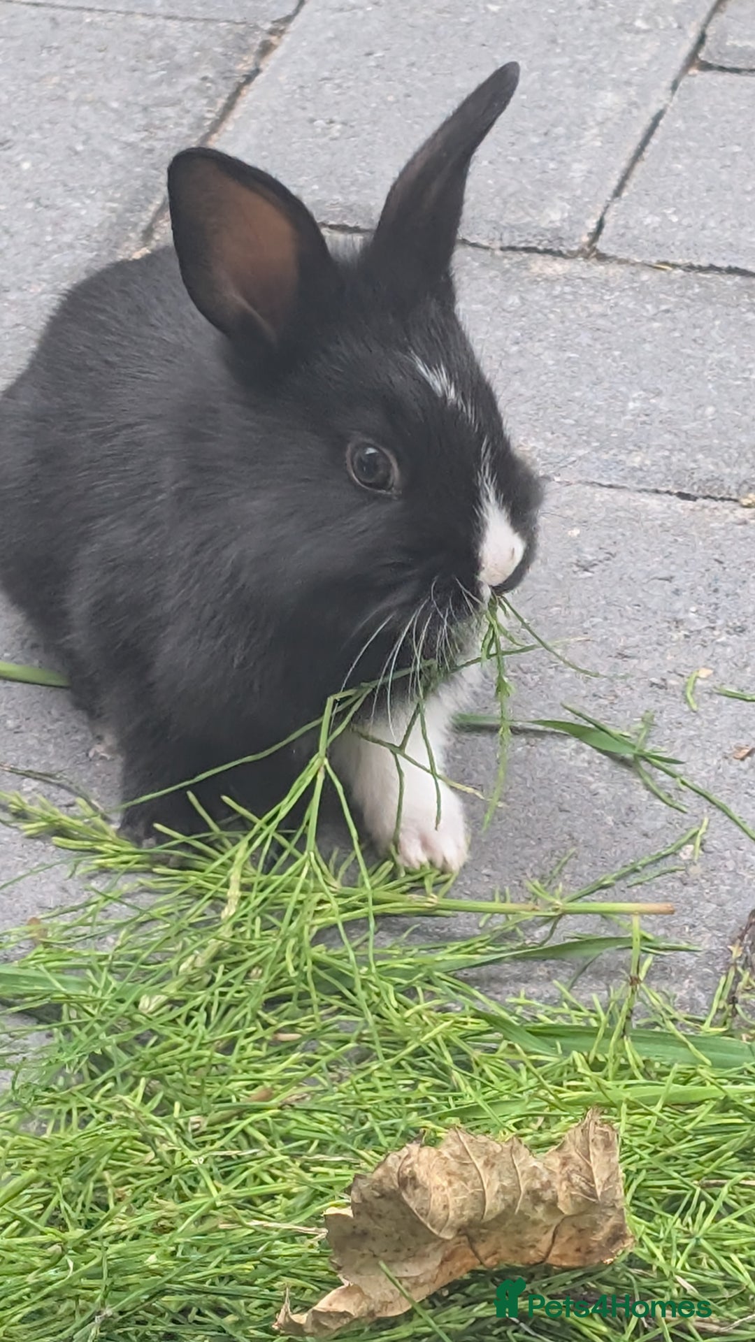 Mixed Breed rabbits for sale: Netherland Dwarf mix Lionhead - Image 6