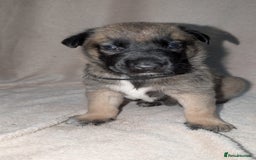 Mixed Breed dogs for sale: Belgian shepherd x Caucasian shepherd puppies  - Advert 6