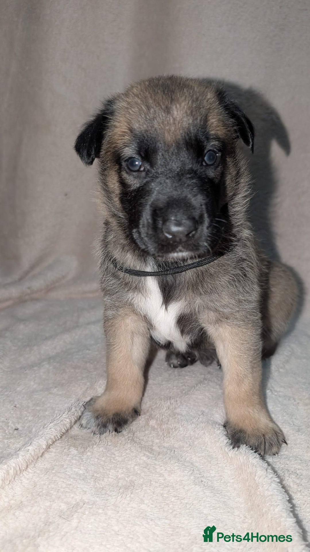 Mixed Breed dogs for sale: Belgian shepherd x Caucasian shepherd puppies  - Advert 6