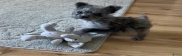 Mixed Breed dogs for sale: Toy poodle cross French bull dog - Advert 2