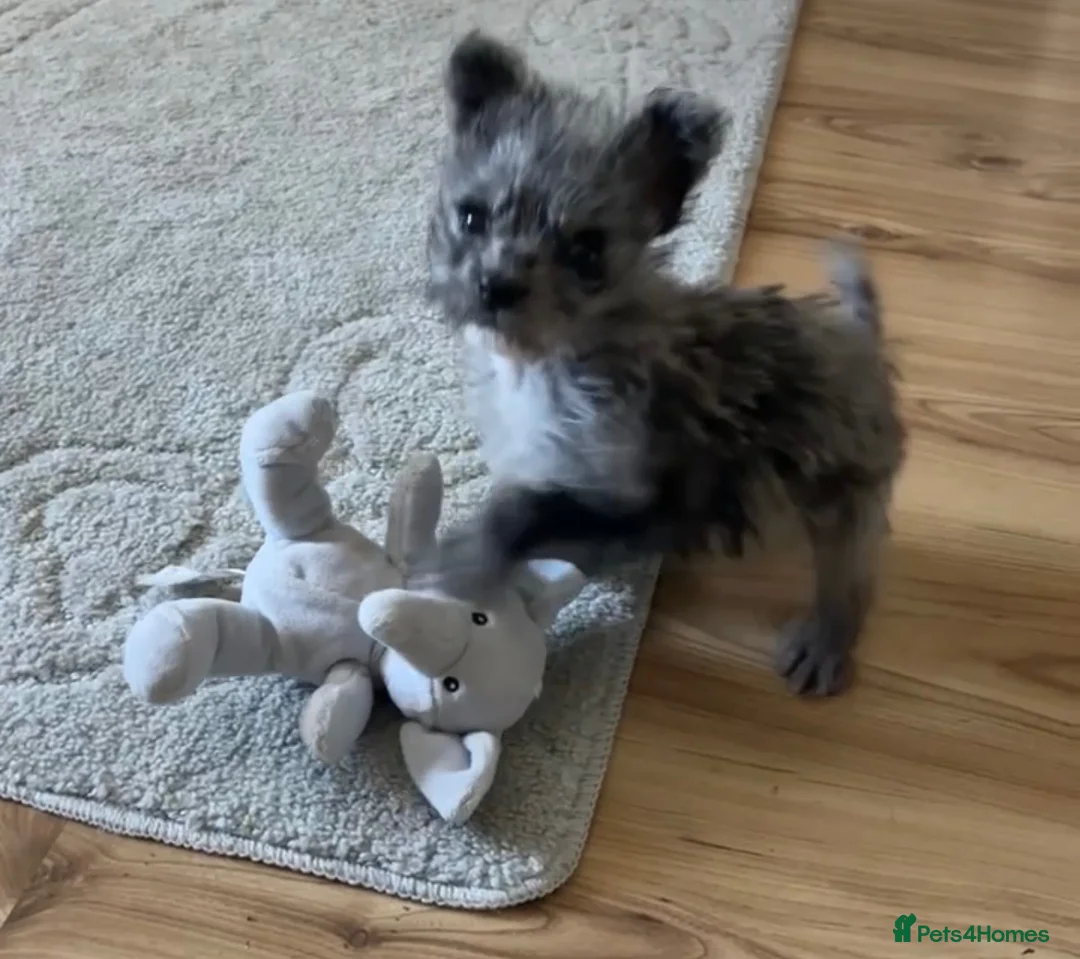 Mixed Breed dogs for sale: Toy poodle cross French bull dog - Advert 2