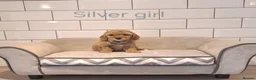 Cavapoochon dogs for sale: Beautiful Cavapoochons puppies - Advert 34