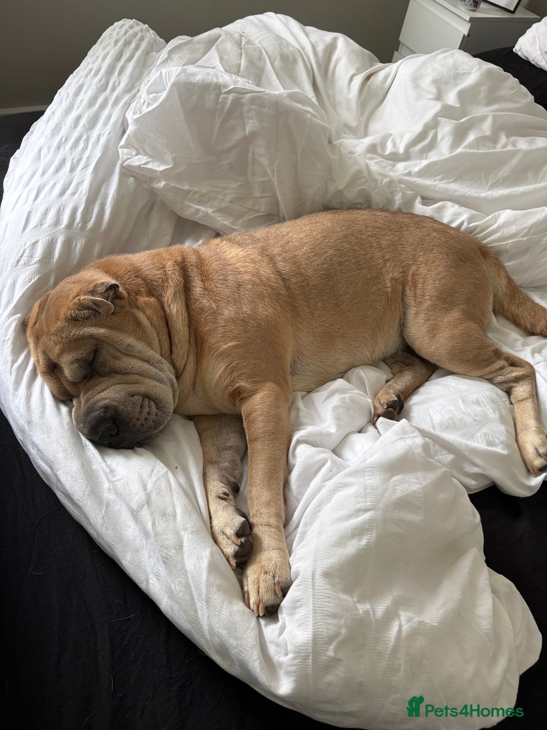 Shar Pei dogs for stud: Looking for a stud! - Advert 2