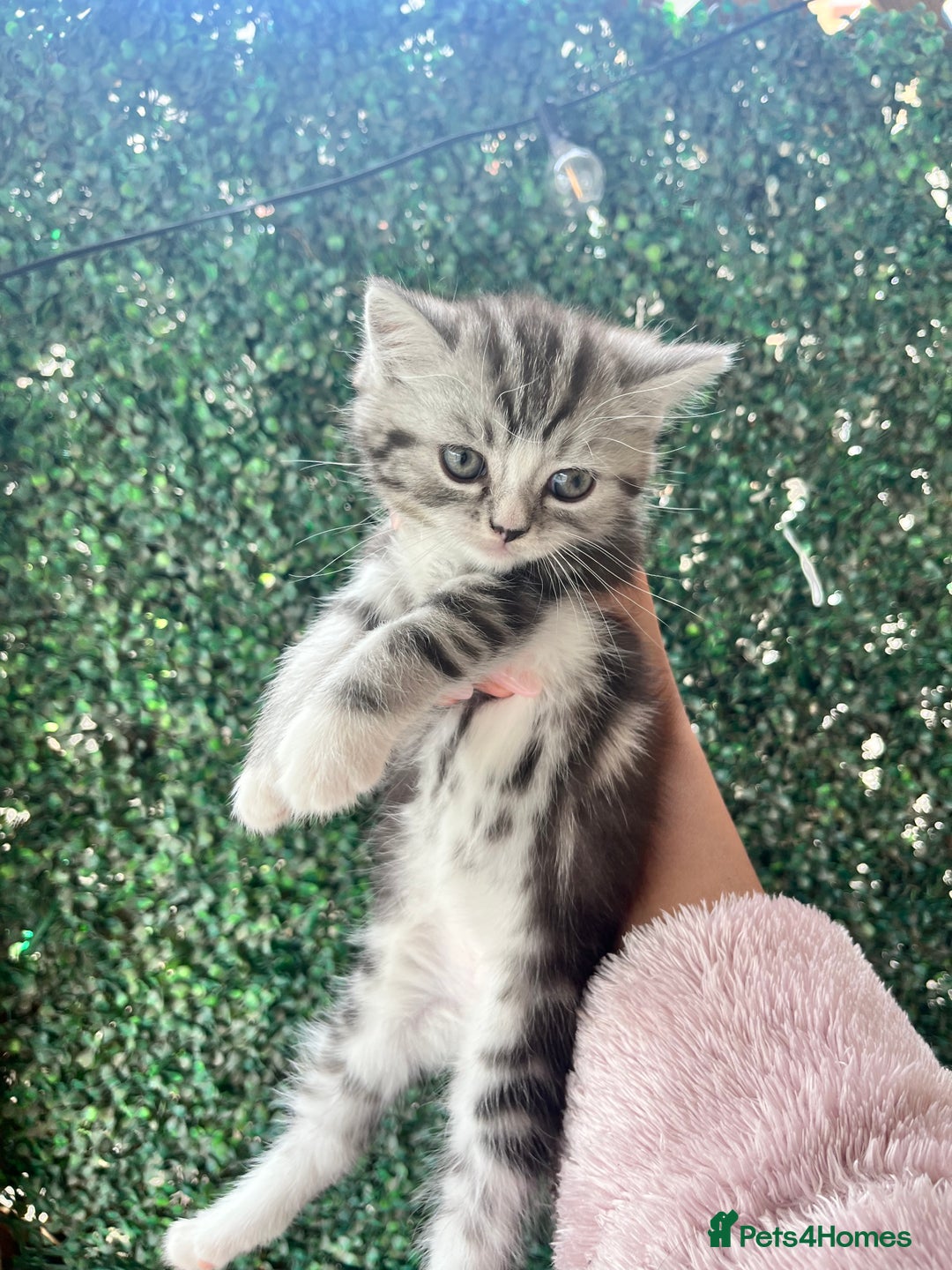 Persian cats for sale: Persian Kitten 2 - 1 Silver Doll Faced X Persian female  - Image 11