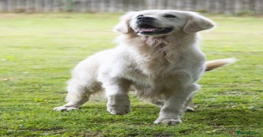 Golden Retriever dogs Beautiful KC reg Golden Retriever pups - Advert 7