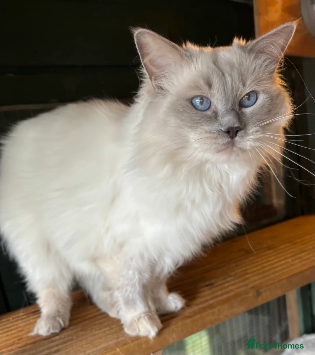 Ragdoll cats for stud: Lilac GCCF stud available  - Advert 4