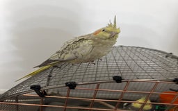 Cockatiels birds for sale: Beautiful Pair of Cockatiels – Healthy & Friendly - Image 1