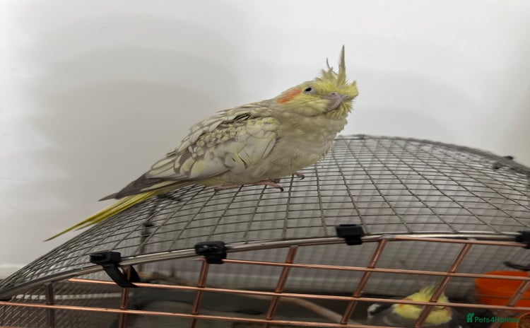 Cockatiels birds - Advert 1