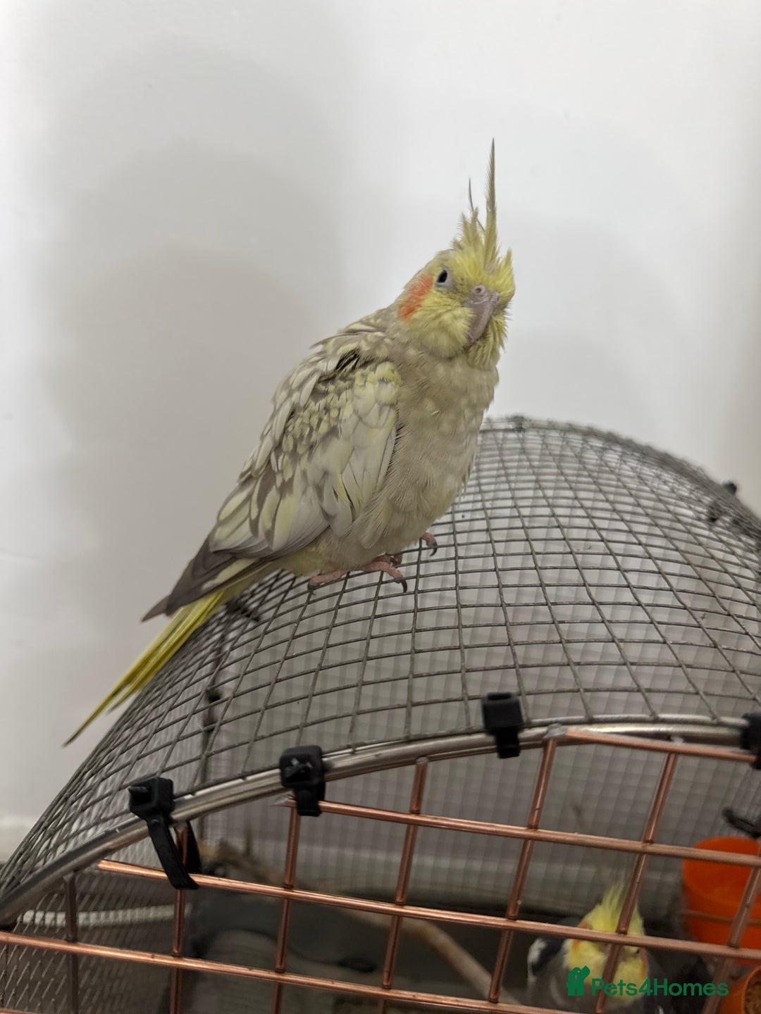 Cockatiels birds for sale: Beautiful Pair of Cockatiels – Healthy & Friendly - Image 1