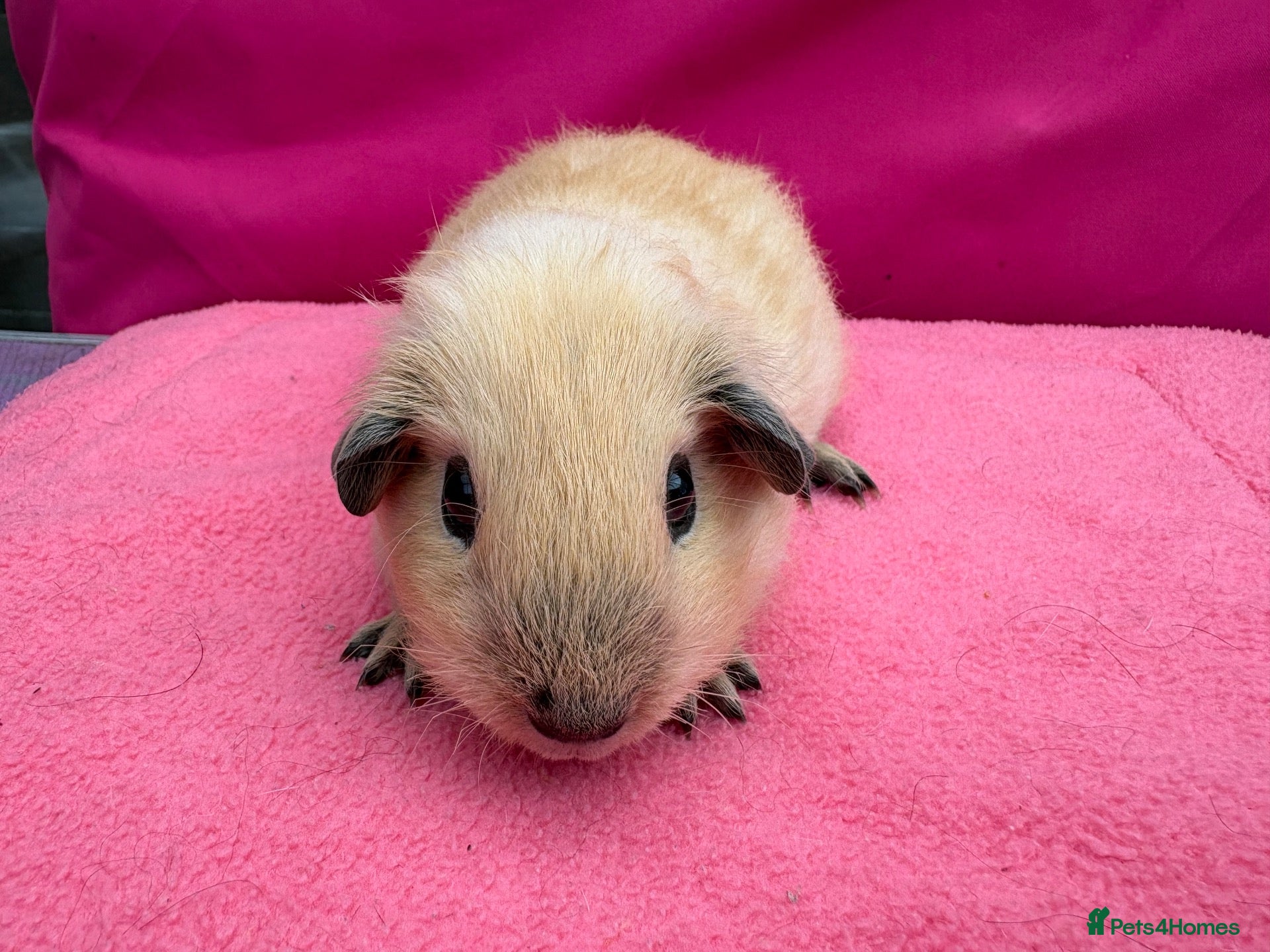 Guinea Pig rodents Californian & Himalayan - Boars & Sows - Advert 2