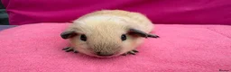 Guinea Pig rodents for sale: Californian & Himalayan - Boars & Sows - Advert 2