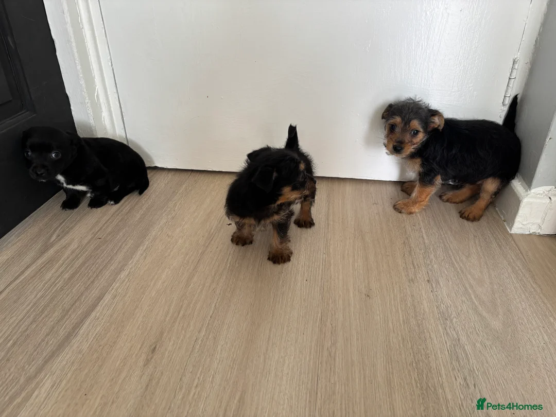 Mixed Breed dogs for sale: 3 beautiful dachshund cross Yorkshire terrier  - Advert 13