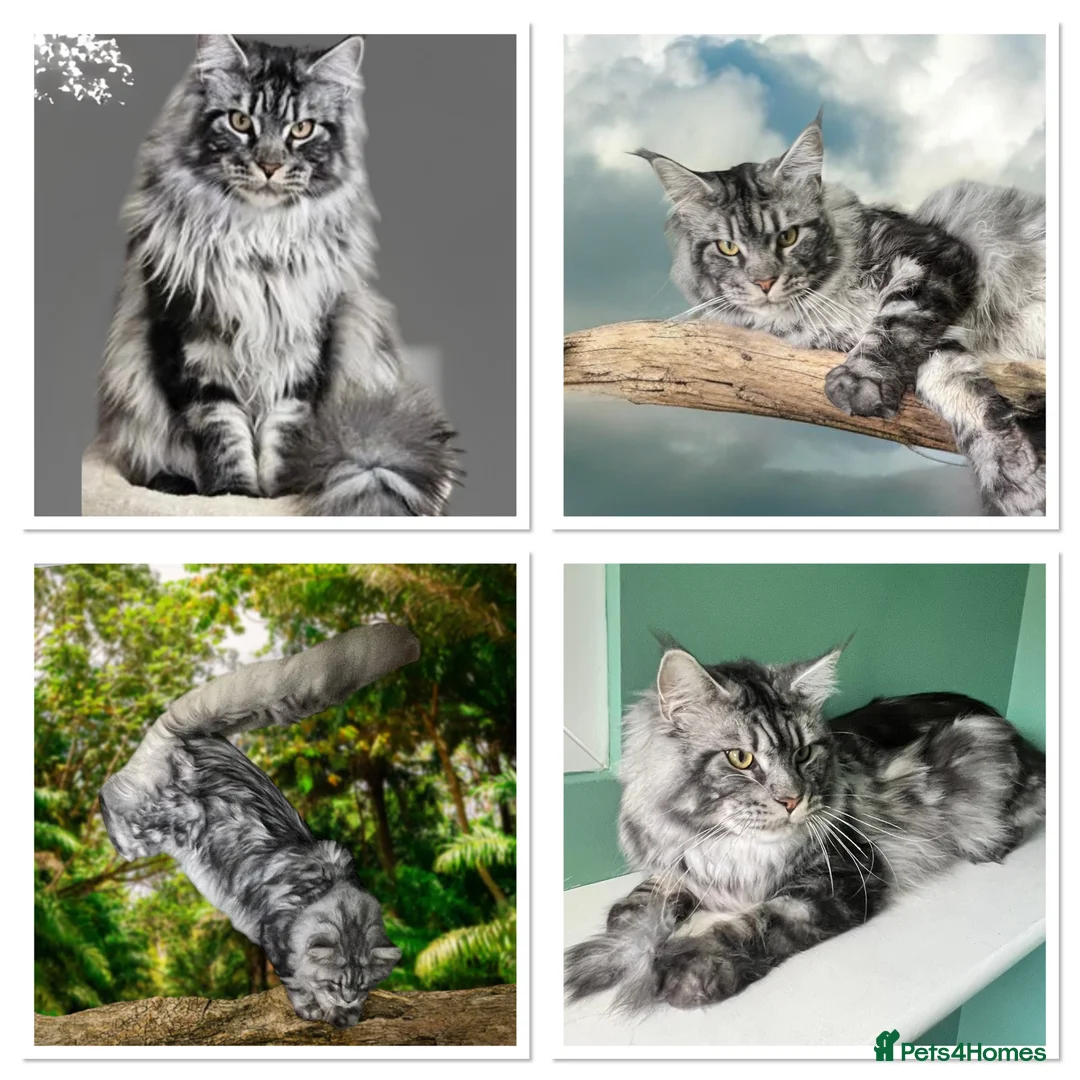 Maine Coon cats for stud: TICA/GCCF stud available + kittens available  in Brighouse - Advert 2