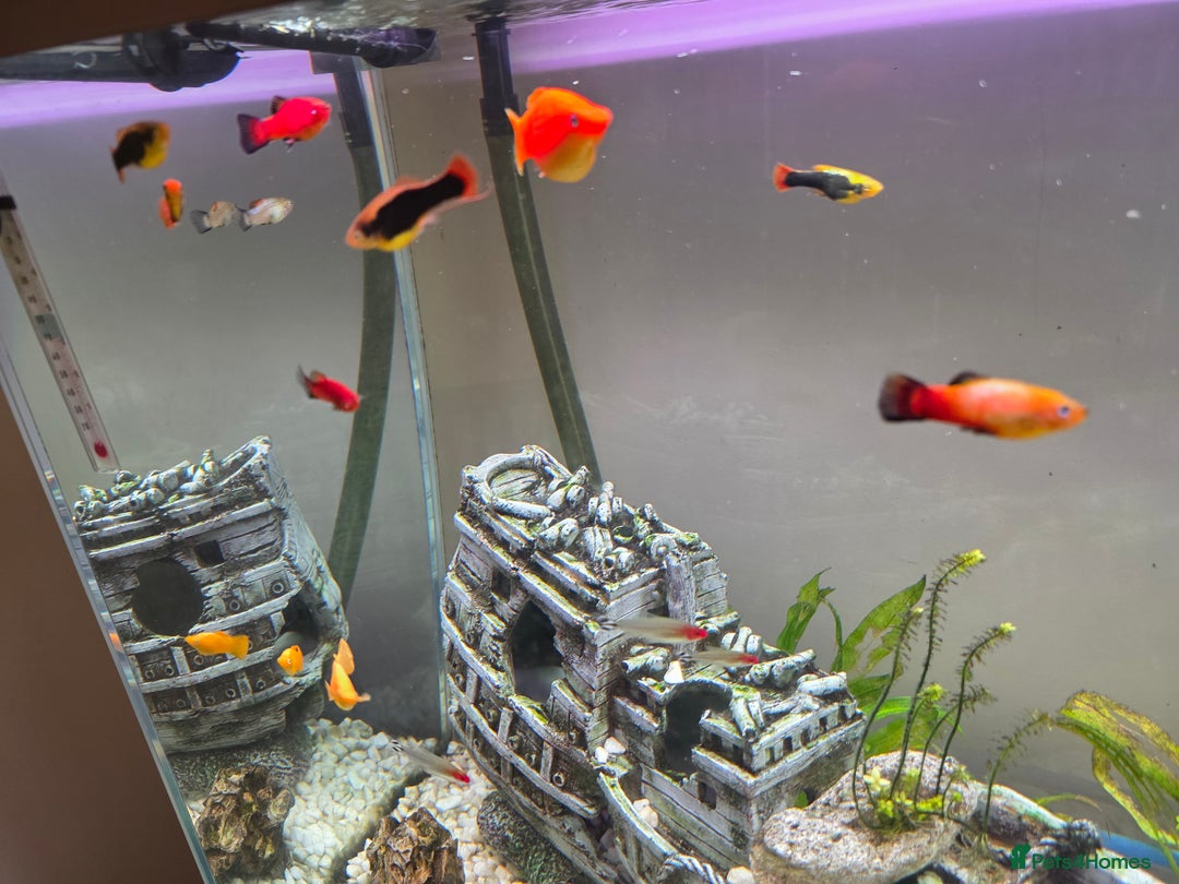 Other/Mixed Breed fish for sale: COMPLETE AQUARIUM SET - Image 4