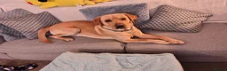 Labrador Retriever dogs for stud: Available for stud. Nearly 2 years old. So placid - Advert 16