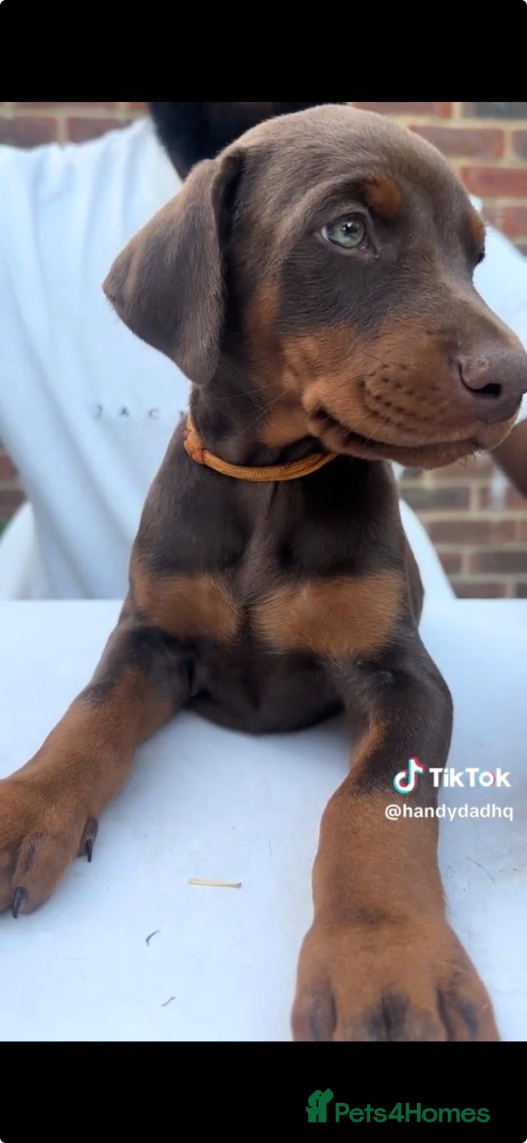 Dobermann dogs ❤️ Exceptional Family-Raised Doberman Puppies ❤️ - Advert 1