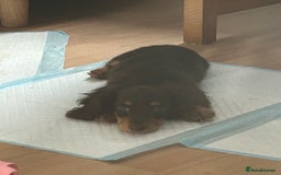 Miniature Dachshund dogs for sale: Mini dachshund  - Image 3