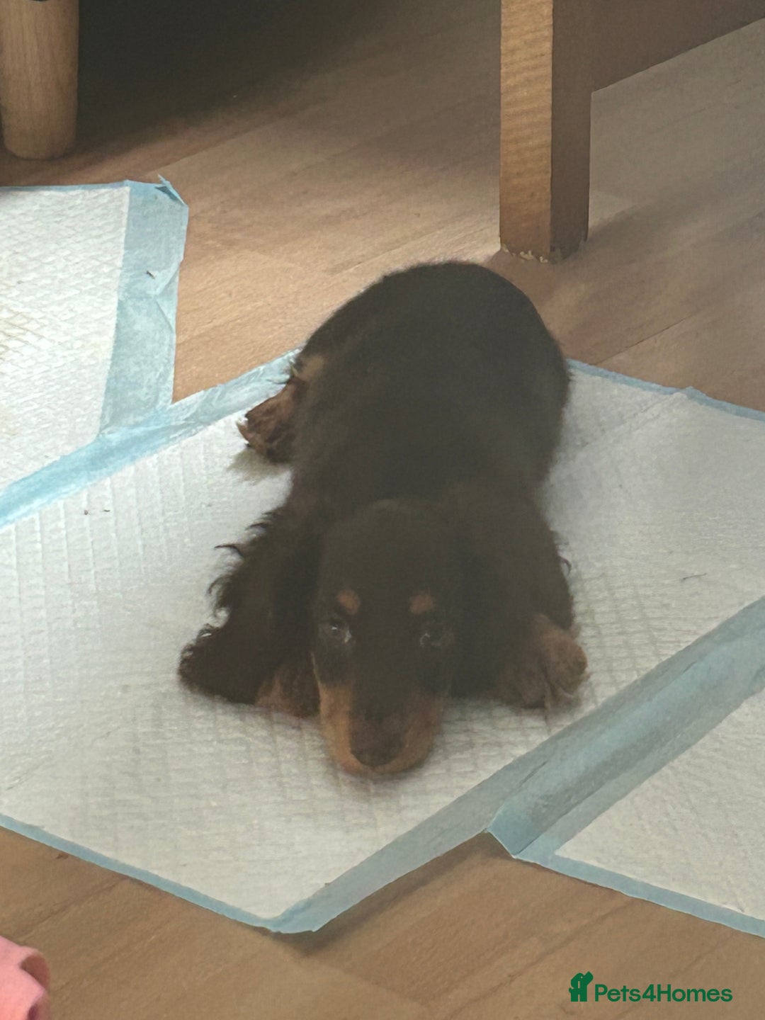 Miniature Dachshund dogs for sale: Mini dachshund  - Image 3