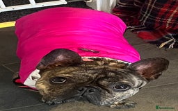 French Bulldog dogs for sale: Beautiful female Frenchie  - Image 3