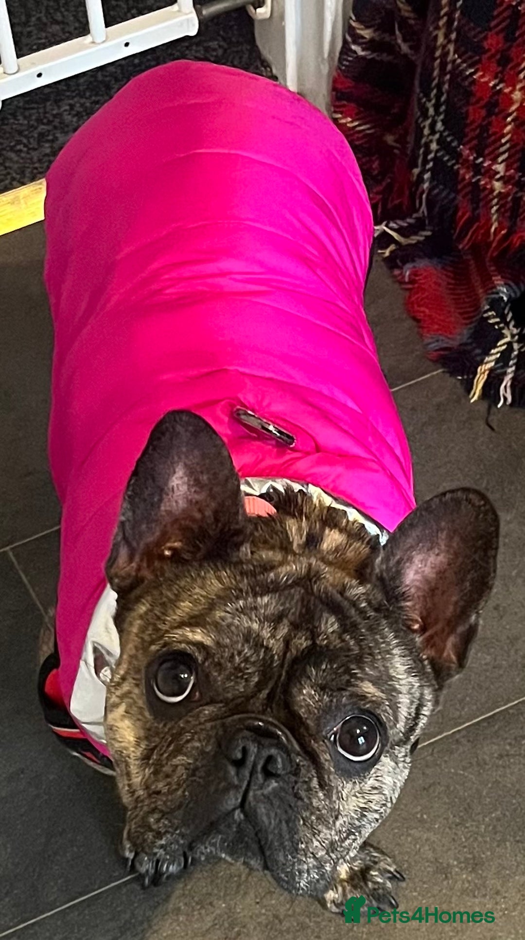 French Bulldog dogs for sale: Beautiful female Frenchie  - Image 3