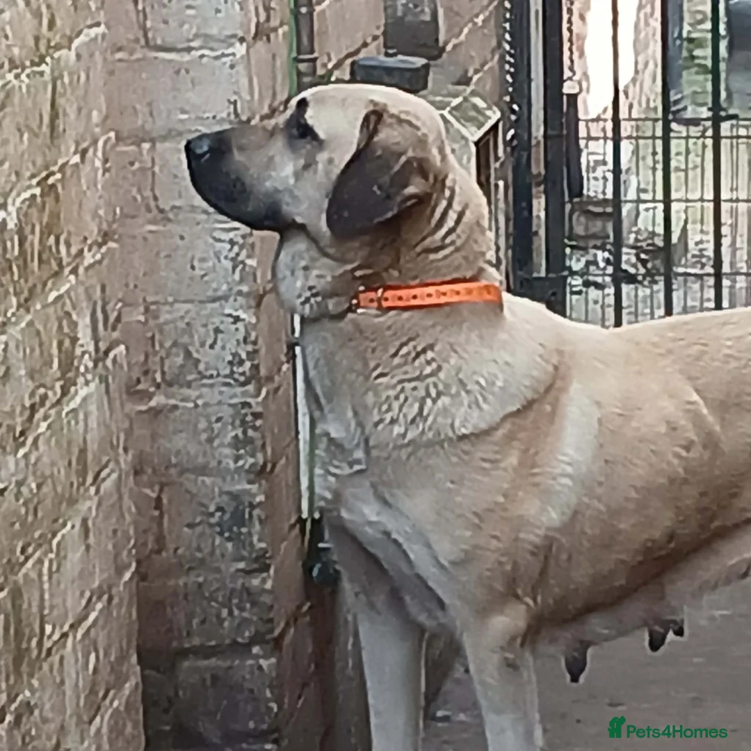 Turkish Kangal dogs for sale: FEMALE TURKISH KANGAL FOR SALE - Advert 2