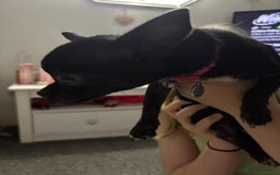 Chihuahua dogs for sale: Tiny black female chihuahua  - Image 3