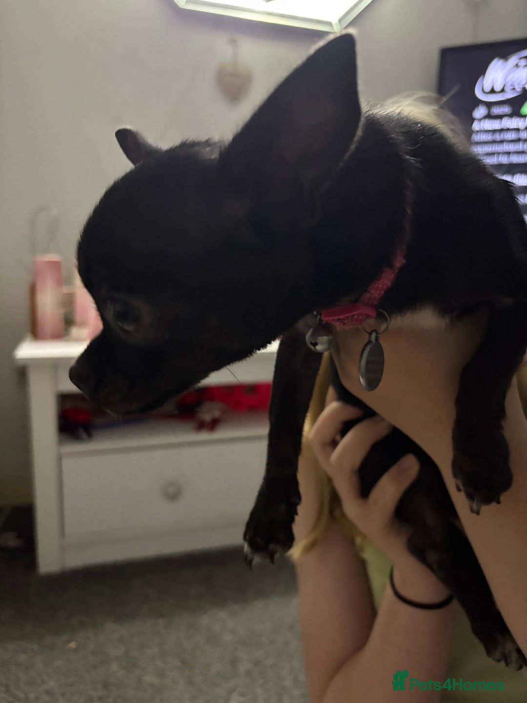 Chihuahua dogs for sale: Tiny black female chihuahua  - Image 3