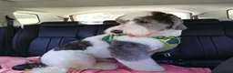 Sheepadoodle dogs for sale: Midi Size Sheepadoodle Medium  - Advert 13